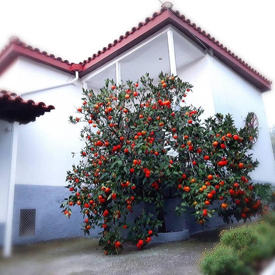 Dimos Bungalows PalaiónTsiflíkion Exteriér fotografie